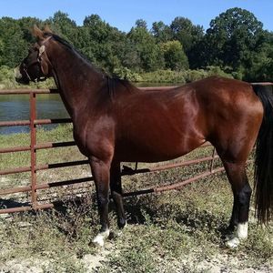 Meet your Posher, Cheri